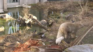 Zoo Reveals Polar Bear Cub Is Female And Seeks A Name
