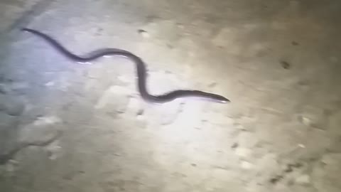Amazing 2headed snake rare species found on village