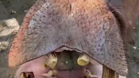 Hippopotamus enjoying his meal | Animal and Food video