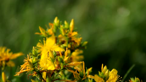 Female Bee Flying Around Bunch Of Yellow Flowers