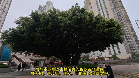 牛頭角佐敦谷北道大樹 Big tree on Jordan Valley North Road, Ngau Tau Kok