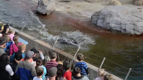 Surprisingly "Seal" Swims Furiously in National Zoo to Amaze Audiences