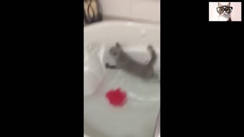 videos graciosos de gatos en el agua !!