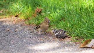 Mother bird protects baby