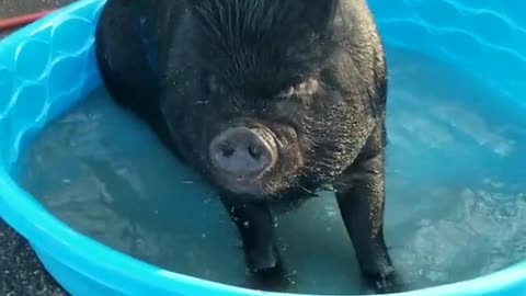 piggy#swim#happy