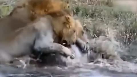 Lion's Failed Hunt Is Prevented By Hippo - Great Battle Of Lion Attack Hippo-20