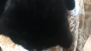 Black cat reaches out paws for owner to pet