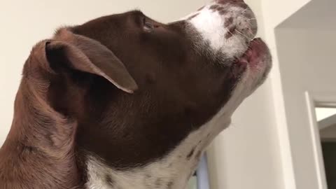 Dog furious about bug inside his home