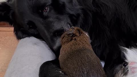 Unlikely Friends Keeping Each Other Clean