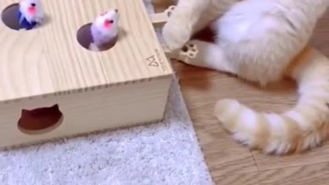 a cat playing with his favorite toy