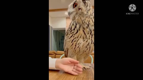 Ways to Say Owl on hand