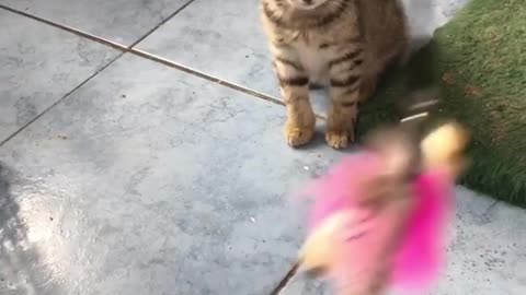 Caty Jumping to Get Her Toy