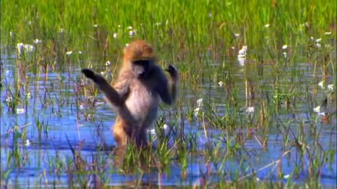 Monkeys in water