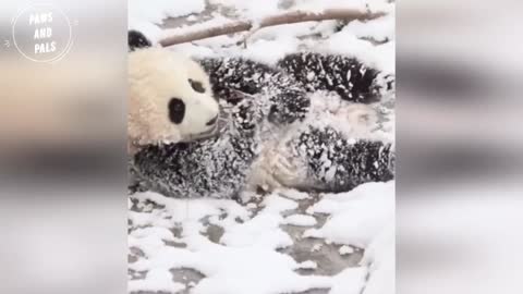 BABY PANDAS Playing With Zookeeper