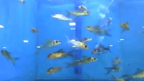 Muitas carpas no aquário da loja, são peixes maravilhosos [Nature & Animals]