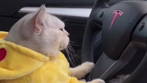 FUNNY CAT DRIVING 😹🎬