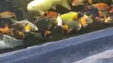 koi fish pond (10)