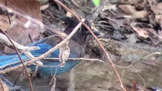 Stellar's Jay bathing in Stevens Creek