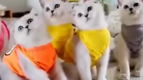 Cute Cat - Funny Animals