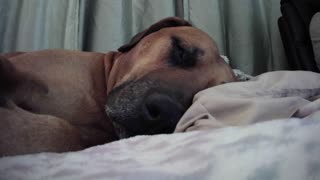 Snoring Dog Makes You Laugh