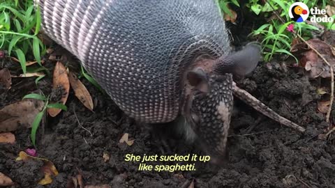 Baby Armadillo Jumps Into Her Mom's Showers