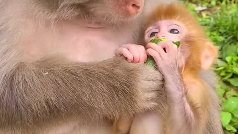 Baby monkey cute animals 21