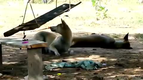 Dog prank with toy tigers and with other ways