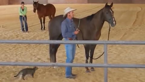 cat scares horse