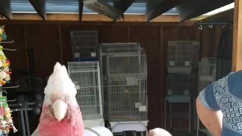 Two baby Galah cockatoos sparring