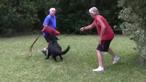 How To Make Dog Become Fully Aggressive With Few Simple Tips