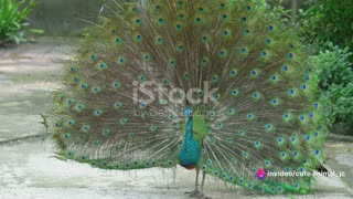 Birds of Paradise: Vibrant Plumage and Intricate Courtship Displays
