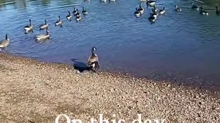 Ducks floating song