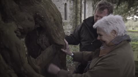 1500 Year Old Yew Tree - Judi Dench My Passion For Trees