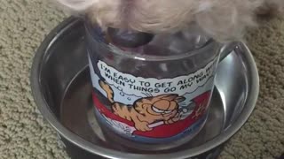 Curly tan dog drinks water from garfield cup.