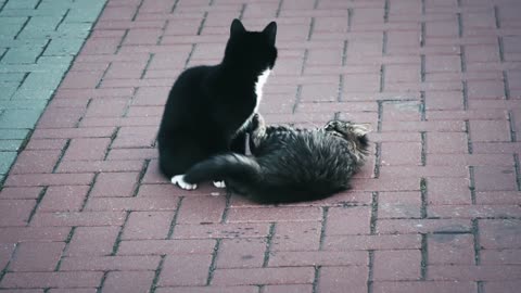 beautiful cats dating