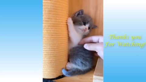 Funny And Cute Cat'S Life Cats And Owners Are The Best Friends Videos