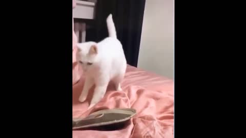 Cat dancing with the beats