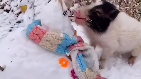 Piglet eating snowman's nose - so hungry