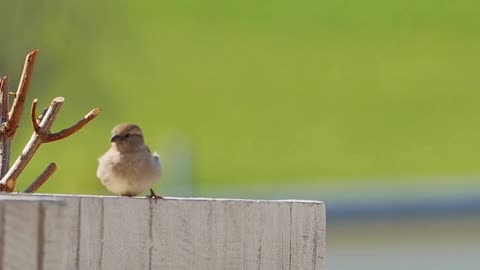 SKLETON DANCE AND SPARROW JUMP