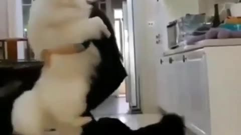 A really big dog hugs his owner - Best Animal Reaction and Moments