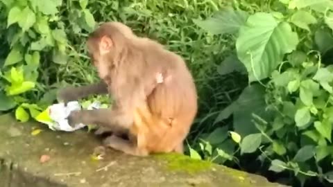 monkey eating - eating - monkey eating chips