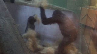 Young gorilla engages in epic playtime at zoo