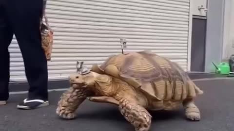a man and an African giant tortoise who lives in Tsukishima