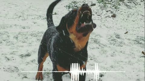 dog bark music