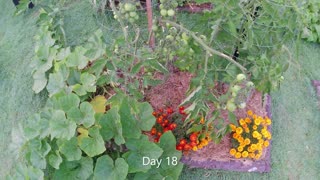 Time Lapse of Tomato and Pumpkin in backyard gardenbed. 18 Days timelapse.