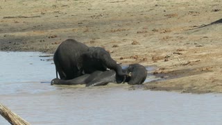 Bull elephant makes his brother scream during wrestling match
