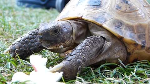 A tutle trying apple for the first time