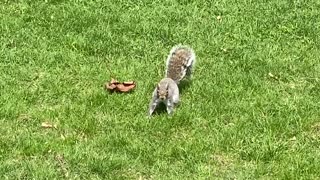 Curious Squirrel