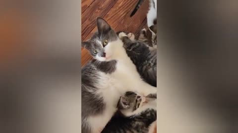 FUNNY AND CUTE CAT VIDEOS