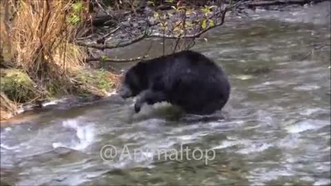 The hunting bear hunts fish in the river.